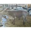 Image 3 : Crooked Creek Ranch - 15 Second Calvers (Pen 532B)