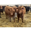 Image 5 : Devick’s Ranch - 920# April Delivery Heifers - 134 Head (Acme, AB)