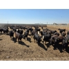 Ripple Rock Ranch - 750# June Delivery Heifers - 245 Head (Fincastle, AB)