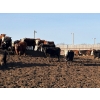 Image 5 : Four Harts Cattle Co. - 800# April Delivery Heifers - 75 Head (Vermilion, AB)