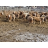 Image 2 : Bauer Ranching - 910# February Delivery Steers - 205 Head (Hilda, AB)