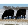 Image 7 : Gerald Retzlaff - 25 Black Angus/Black Angus X Bred Heifers (Fairlight, SK)