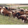 Image 3 : Harvie Holowaychuck - 925# Sept/Oct Delivery Heifers - 200 Head (Marwayne, AB)