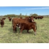 Image 8 : Gem Land & Cattle (Andrew & Charlene Walde) - 4 Red Cows (Pen 626)