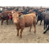 Image 7 : Lazy B Farm & Ranch - 975# Aug/Sept Delivery Heifers - 100 Head (Linden, AB)