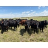 Image 3 : Daryk & Bonnie Simonson - 710# August Delivery Grass Steers - 51 Head (Dinsmore, SK) VBP+