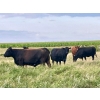 Image 4 : Kings Corner Farms - 1425# Aug/Sept Delivery Cows - 42 Head (Corning, SK)