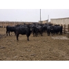 Image 6 : M.S. MacLean Livestock - 1150# September Delivery Heifers - 46 Head (Coaldale, AB)