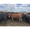 Image 3 : Birch Island Land & Cattle - 950# June/July Delivery Heifers - 63 Head (Rhein, SK)