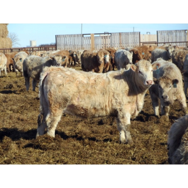 Douglass Agro - 725# March Delivery Weaned Heifers - 250 Head (Gem, AB)