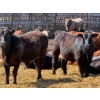 Image 11 : Rob Mossey - 920# May Delivery Steers - 60 Head (Vauxhall, AB)