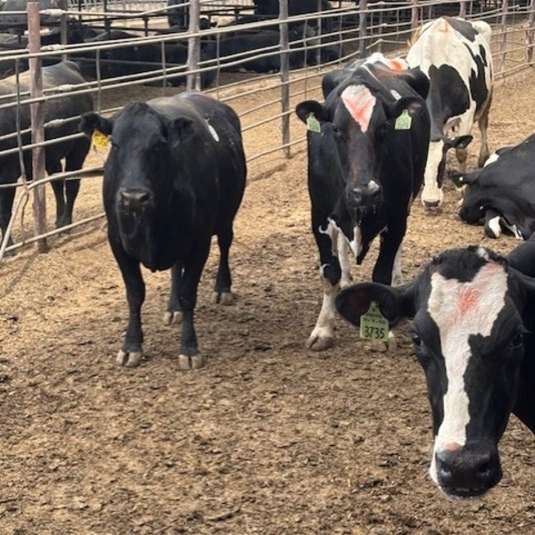 Idaho Dairies/Ranches - 44 Cows & 1 Bull (Burley, ID)