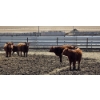 Image 8 : Cattlewood Farms Ltd. - 750# May Delivery Heifers - 100 Head (Swalwell, AB)