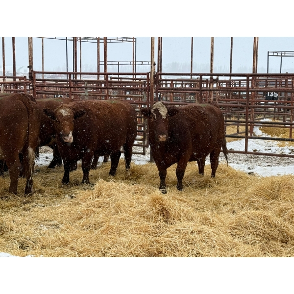 Spruce Ridge Farms  - 12 3-5 Year-Old Cows (Pen 402)