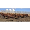Image 2 : Cattlewood Farms Ltd. - 675# May Delivery Heifers - 85 Head (Swalwell, AB)