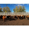 Image 4 : Chris Bartel - 975# Nov/Dec Delivery Heifers - 65 Head (Fort Vermilion, AB)