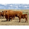 Image 3 : Meyer Cattle Inc. - 10 Red Angus X 4th Calf Pairs (Lethbridge, AB)
