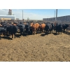 Image 8 : M.S. MacLean Livestock - 950# May Delivery Steers - 98 Head (Coaldale, AB)