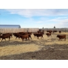 Image 4 : Sierra Colony Farms Ltd. - 650# January Delivery Weaned Steers - 88 Head (Eastend, SK)