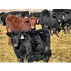 Image 3 : Schunicht Farms - 775# March Delivery Heifers - 155 Head (Strathmore, AB)