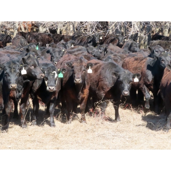 Marsh Ranches Ltd. (Marsh 99 Ranch) - 750# May Delivery Heifers - 140 Head (Southey, SK) VBP+