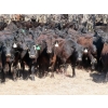 Image 1 : Marsh Ranches Ltd. (Marsh 99 Ranch) - 750# May Delivery Heifers - 140 Head (Southey, SK) VBP+