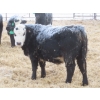Image 8 : Bill Devos - 680# March Delivery Steers - 80 Head (Fork River, MB)