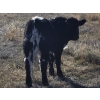 Image 4 : Chance & Grace Peters - 490# Oct/Nov Heifer Calves - 30 Head (Tompkins, SK)