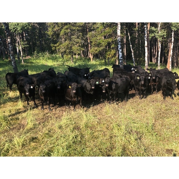 Big Loop Cattle - 930# September Grass Steers - 260 Head (Longview, AB)