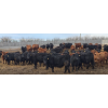 Image 4 : South Island Farms - 880# March Delivery Steers - 134 Head (Bow Island, AB)
