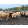 Image 12 : French's Farm - 1025# October Delivery Steers - 180 Head (Kelwood, MB)
