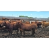 Image 8 : Ripple Rock Ranch - 875# July Delivery Heifers - 170 Head (Fincastle, AB)