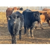 Image 12 : Nathan Allers - 800# March Delivery Heifers - 230 Head (Daysland, AB)