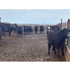 Image 8 : Hines Ranching Co. Ltd. - 1020# September Delivery Grass Heifers - 240 Head (Lloydminster, AB)
