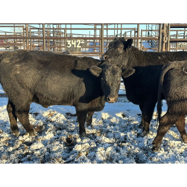 Crooked Creek Ranch - 4 Second Calvers (Pen 415) *Later Calving*