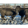 Image 1 : Crooked Creek Ranch - 4 Second Calvers (Pen 415) *Later Calving*