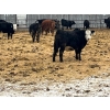 Image 6 : L & J Ranch - 715# January Delivery Heifers - 26 Head (Harptree, SK)