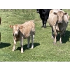 Image 3 : Cody & Brittany Black/Kirby & Cori Black - 525# October Heifer Calves - 100 Head (Water Valley, AB)