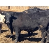 Image 9 : Jarokosky Farms - 980# April Delivery Steers - 64 Head (Lethbridge, AB)