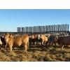 Image 5 : Gate Way Ranch - 975# October Delivery Grass Heifers - 120 Head (Elkhorn, MB)
