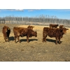 Image 4 : Hecker Farms Ltd. - 660# March Delivery Steers - 25 Head (Piapot, SK)