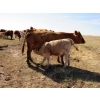 Image 7 : Ernie, Kathy & Kyle Lee - 570# October Delivery Heifer Calves - 80 Head (Hanna, AB)