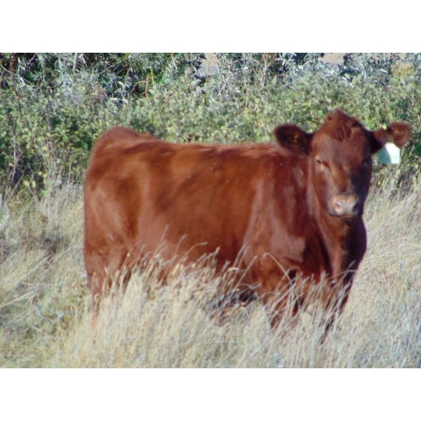 Jordan Preston - 560# October Delivery Heifer Calves - 20 Head (Hays, AB)