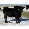Image 9 : Cunningham Cattle Co. - 28 Straight Black Angus X Bred Heifers (Sundre, AB)