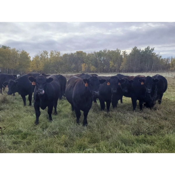 7L Ranch - 1005# October Delivery Grass Heifers - 59 Head (Lakeland, MB)