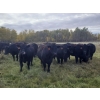 Image 1 : 7L Ranch - 1005# October Delivery Grass Heifers - 59 Head (Lakeland, MB)