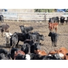 Image 12 : Fridlington Family Farms - 675# March Delivery Heifers - 243 Head (Kersley, BC)