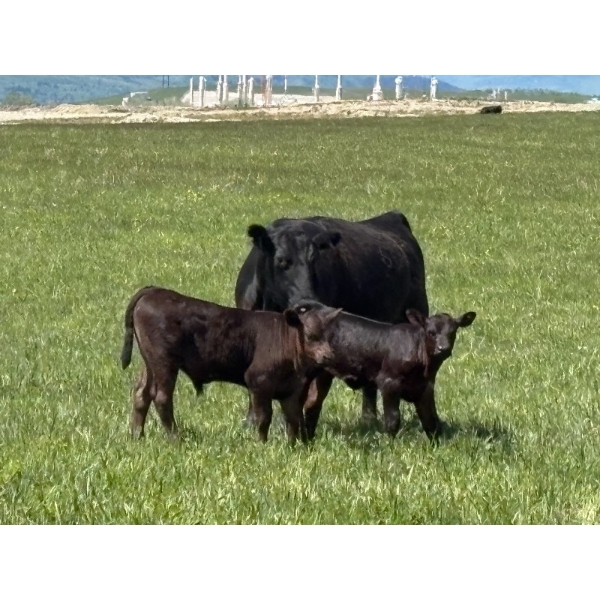 Dana Boothby - 550# October Delivery Steer Calves - 110 Head (Cochrane, AB)