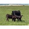 Image 1 : Dana Boothby - 550# October Delivery Steer Calves - 110 Head (Cochrane, AB)