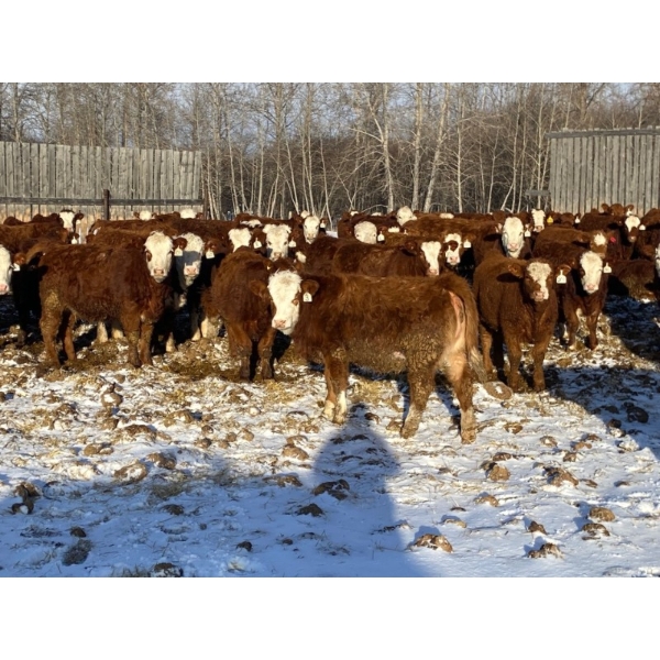 7C Ranch  - 975# August/Sept Grass Heifers - 62 Head (Marwayne, AB)